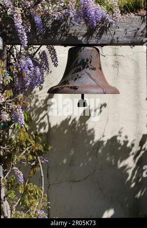 Vecchia campana intemprata sospesa da una trave di legno intemprata con glicine posteriore, inizio primavera, Monterey, CA. Foto Stock
