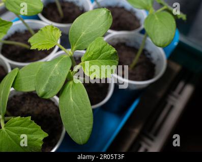 Piantine di cetrioli in tazze mentre crescono sul davanzale Foto Stock