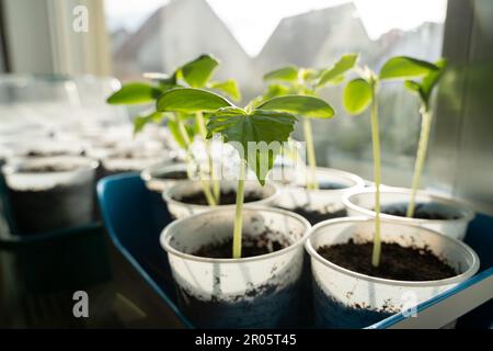 Piantine di cetrioli in tazze mentre crescono sul davanzale Foto Stock