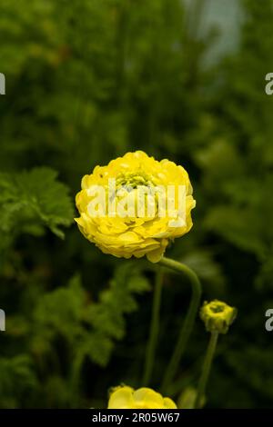 Wye Valley Flowers fornitore di Rannunculus per l'incoronazione di sua Maestà Re Carlo. Foto Stock