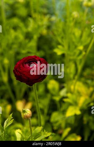 Wye Valley Flowers fornitore di Rannunculus per l'incoronazione di sua Maestà Re Carlo. Foto Stock