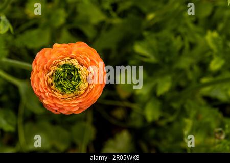 Wye Valley Flowers fornitore di Rannunculus per l'incoronazione di sua Maestà Re Carlo. Foto Stock