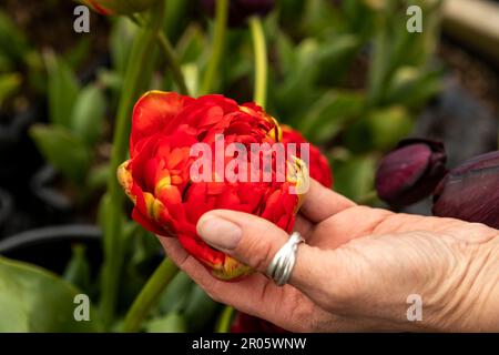 Wye Valley Flowers fornitore di Rannunculus per l'incoronazione di sua Maestà Re Carlo. Foto Stock