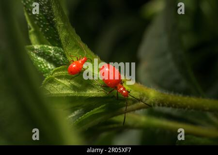 Primo piano di due bugs di cotone rosso, di colore rosso brillante e con teste appuntite, che si trovano sulle foglie verdi in un parco di Mumbai, in India Foto Stock