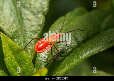 Primo piano del Red Cotton Bug, con il suo colore rosso brillante e la testa appuntita, che si trova sulle foglie verdi in un parco di Mumbai, in India Foto Stock