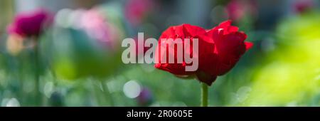 Banner floreale Ranunculus. Bel bicchierino persiano rosso, Ranunculus asiaticus. Fiori primaverili. Campo di fiori di Ranunculus. Giardino di taglio. Foto Stock