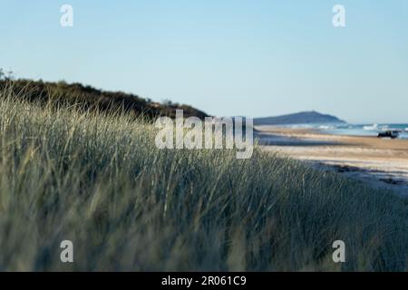 Spiaggia e dune di sabbia erbose nel pomeriggio sulla spiaggia di Moreton Island, Queensland Australia Foto Stock