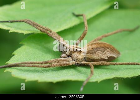 Primo piano naturale su un ragno maschio di rete di vivaio, Pisaura mirabilis che siede su una foglia verde Foto Stock