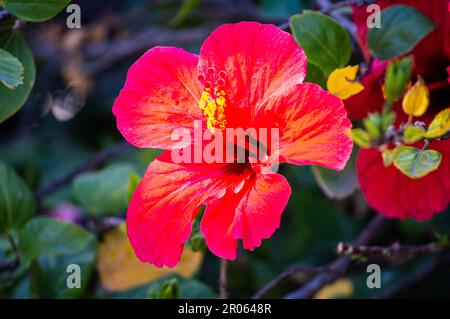 Fiore rosso ibisco in giardino Foto Stock