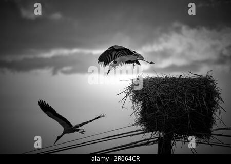 Un paio di cicogne che lasciano il nido in cerca di cibo per i loro giovani. Foto Stock