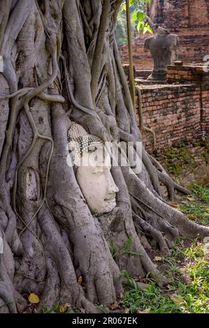 Testa di una statua di Buddha intrecciata con un fico strangolato a Wat Mahatat, ex città reale di Ayutthaya, Ayutthaya Historical Park, Thailandia, Sud-est A. Foto Stock