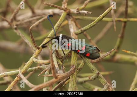Primo piano naturale sulla colorata fattrice di Zygaena lavandulae metallica seduta nella vegetazione Foto Stock