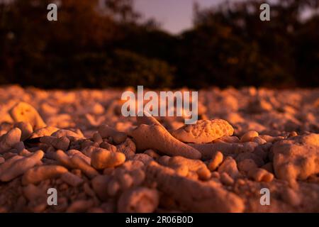 Tramonto su Wilson Island, Grande barriera Corallina, Queensland Australia Foto Stock