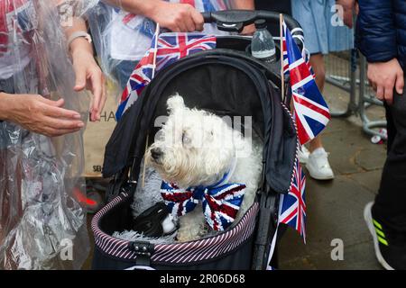 Londra, Westminster, Gran Bretagna. 06/5/2023 giorno dell'incoronazione. Come Britain Cheers in a New era and King, ' Oscar' The Dog si unisce alla folla a Westminster celebrando Coronation Day .Helen Cowles / Alamy Live News Foto Stock