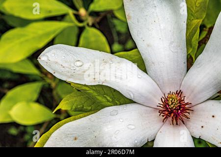 Magnolis fiore grandiflora con gocce di acqua piovana sui petali. Foto Stock