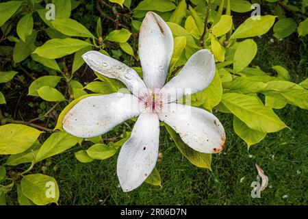 Magnolis fiore grandiflora con gocce di acqua piovana sui petali. Foto Stock