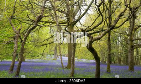 bluebells cornwall, legno di Bluebell, con un percorso attraverso bluebells inglesi, in un bosco primaverile Foto Stock