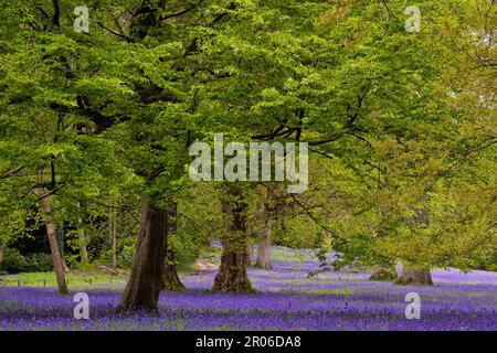 bluebells cornwall, legno di Bluebell, con un percorso attraverso bluebells inglesi, in un bosco primaverile Foto Stock