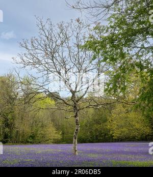 bluebells cornwall, legno di Bluebell, con un percorso attraverso bluebells inglesi, in un bosco primaverile Foto Stock