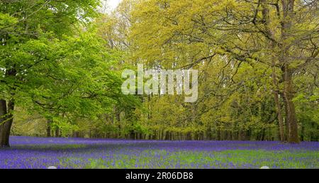 bluebells cornwall, legno di Bluebell, con un percorso attraverso bluebells inglesi, in un bosco primaverile Foto Stock