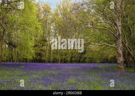 bluebells cornwall, legno di Bluebell, con un percorso attraverso bluebells inglesi, in un bosco primaverile Foto Stock