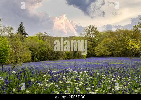 bluebells cornwall, legno di Bluebell, con un percorso attraverso bluebells inglesi, in un bosco primaverile Foto Stock