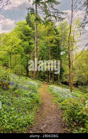 bluebells cornwall, legno di Bluebell, con un percorso attraverso bluebells inglesi, in un bosco primaverile Foto Stock