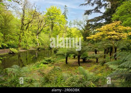 bluebells cornwall, legno di Bluebell, con un percorso attraverso bluebells inglesi, in un bosco primaverile Foto Stock