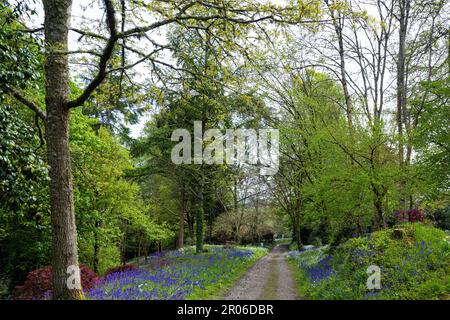 Bluebell legno, con un percorso attraverso bluebells inglesi, in un bosco primaverile Foto Stock