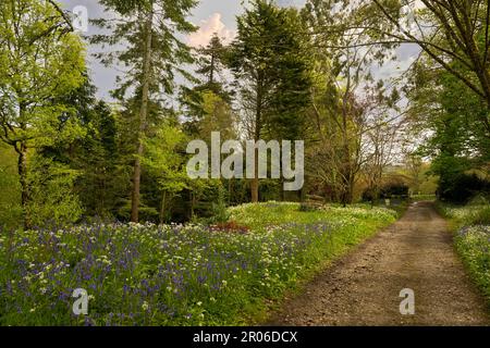 bluebells cornwall, legno di Bluebell, con un percorso attraverso bluebells inglesi, in un bosco primaverile Foto Stock