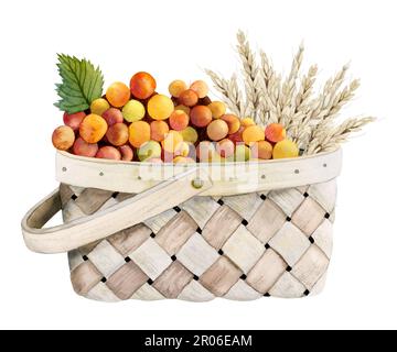 Cestino in vimini acquerello con uva rossa arancione e illustrazione del grano isolato su sfondo bianco. Per la stagione autunnale modelli, carte, Shavuot greetin Foto Stock