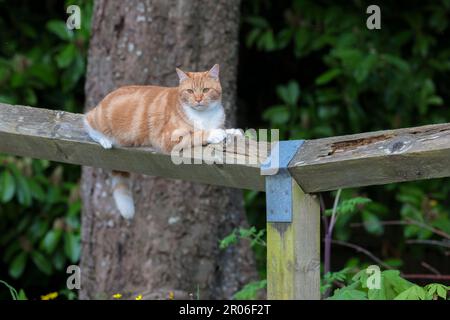 Gatto zenzero animale domestico e la posa bianco su guida di recinzione marciante da piccola area boschiva locale nella stagione di fine primavera uk bianco sotto i piedi petto e la punta di coda Foto Stock