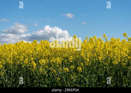 I fiori di colza creano un campo giallo brillante contro un cielo blu con nuvole bianche e soffici nella campagna inglese. Foto Stock