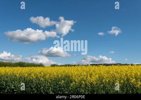 I fiori di colza creano un campo giallo brillante contro un cielo blu con nuvole bianche e soffici nella campagna inglese. Foto Stock