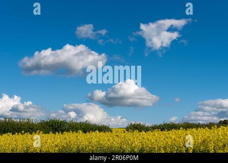 I fiori di colza creano un campo giallo brillante contro un cielo blu con nuvole bianche e soffici nella campagna inglese. Foto Stock