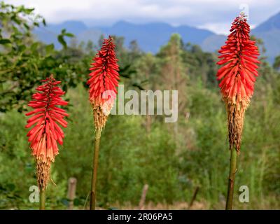 Tre gambi di fiori della pianta di poker rosso caldo contro la foresta e le montagne del Paramo de Iguaque, vicino alla città di Arcabuco nel centro di Colombi Foto Stock