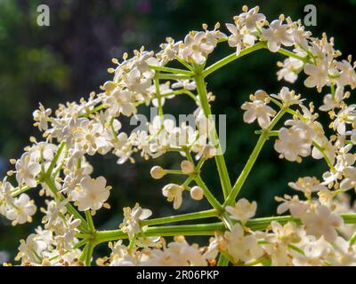 Macro fotografia di alcuni fiori anziani, catturati in un giardino in una giornata di sole vicino alla città di Arcabuco, nella Colombia centrale. Foto Stock