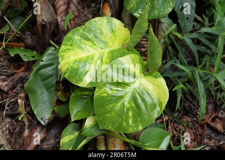 Foglie di edera del Diavolo giovani e umide che si sviluppano in una vite di edera del Diavolo caduto (Epipremnum Aureum) che cresce sul terreno forestale, la vista dall'alto Foto Stock