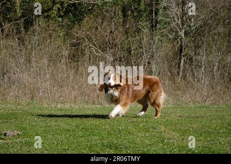 Concetto di animali domestici a piedi nel parco. Brown Australian Shepherd Dog corre su erba verde in campo e gioca con il giocattolo. Affascinante attivo ed energico completo Foto Stock