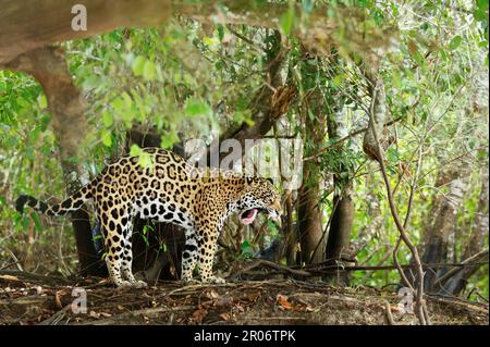 Primo piano di un giaguaro che sbadigna su una riva del fiume in habitat naturale, Pantanal, Brasile. Foto Stock