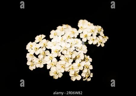 Immagine macro di un piccolo gruppo di fiori bianchi su sfondo nero Foto Stock