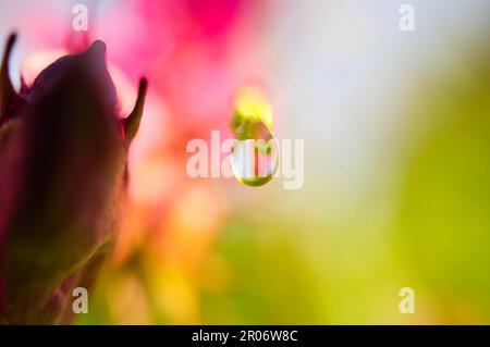 Primo piano di una singola goccia d'acqua appollaiata sul bordo di un vibrante petalo di fiori viola Foto Stock