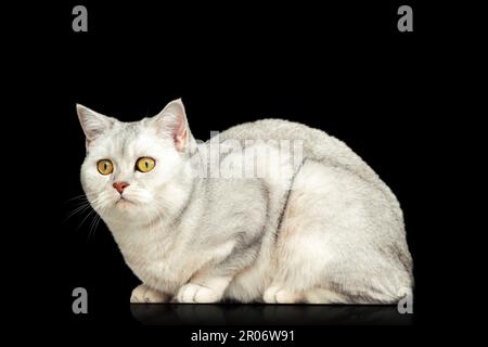 Bella inglese gatto colore argento chinchilla. Isolato su nero. Foto Stock