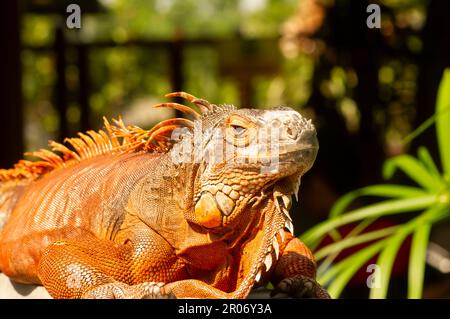 Iguana arancione brillante (Iguana iguana) sotto il sole, con sfondo sfocato Foto Stock