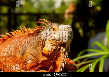 Iguana arancione brillante (Iguana iguana) sotto il sole, con sfondo sfocato Foto Stock