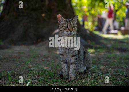 gatto randagio sulla strada Foto Stock