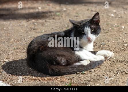 Bicolore o tuxedo gatto si posa sul terreno guardando la macchina fotografica. Gattino bianco e nero domestico, all'aperto, giorno di sole all'isola delle Cicladi, Grecia. Foto Stock