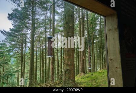 Gli uccelli che pendono, come si vede attraverso le finestre della fauna selvatica si nascondono sul Wow Trail al Whinlatter Forest Park vicino a Keswick, Lake District, Cumb Foto Stock