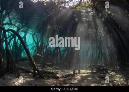 La luce del sole filtra sott'acqua nelle ombre di una foresta di mangrovie scure che cresce in Raja Ampat, Indonesia. Le mangrovie sono habitat marini vitali. Foto Stock