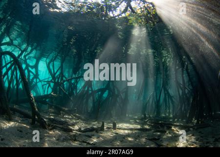 La luce del sole filtra sott'acqua nelle ombre di una foresta di mangrovie scure che cresce in Raja Ampat, Indonesia. Le mangrovie sono habitat marini vitali. Foto Stock